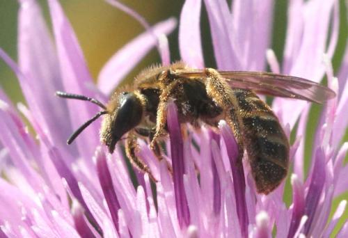 Lasioglossum sp.